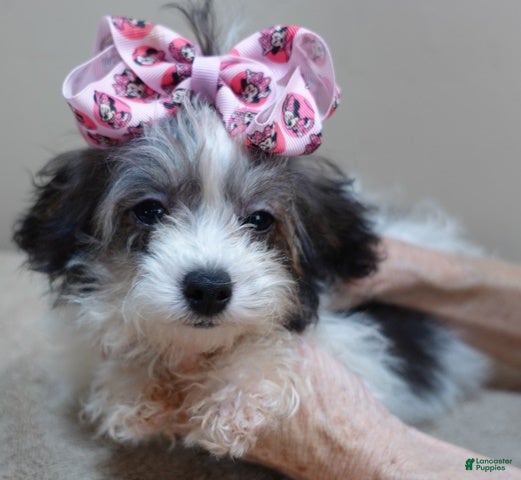 Toy Poodle dogs Parti Girl 26 ounces - Ad 2