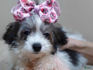 Toy Poodle dogs Parti Girl 26 ounces - Ad 13