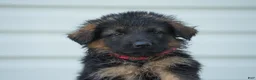 German Shepherd dogs for sale: German Shepherd 1 - Ad 2