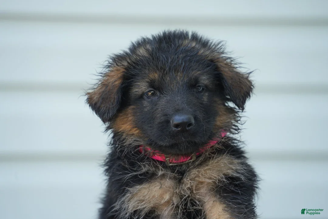 German Shepherd dogs for sale: German Shepherd 1 - Ad 2