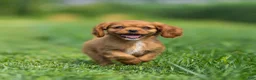 Cavalier King Charles Spaniel dogs for sale: Hazel Cavalier King Charles Spaniel  - Ad 4