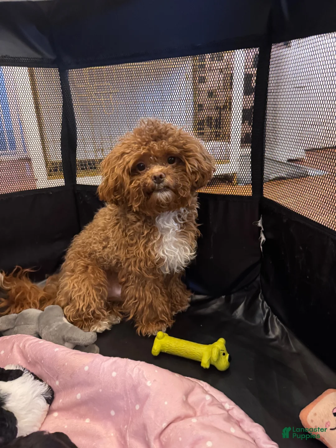 Shihpoo dogs for sale: Nakia - Ad 9