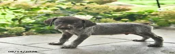 German Shorthaired Pointer dogs for sale: Dash  - Ad 5