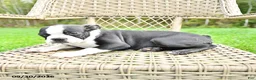 Boston Terrier dogs for sale: Bruno - Ad 3