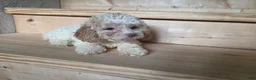 Cockapoo dogs for sale: Ruby - Ad 1