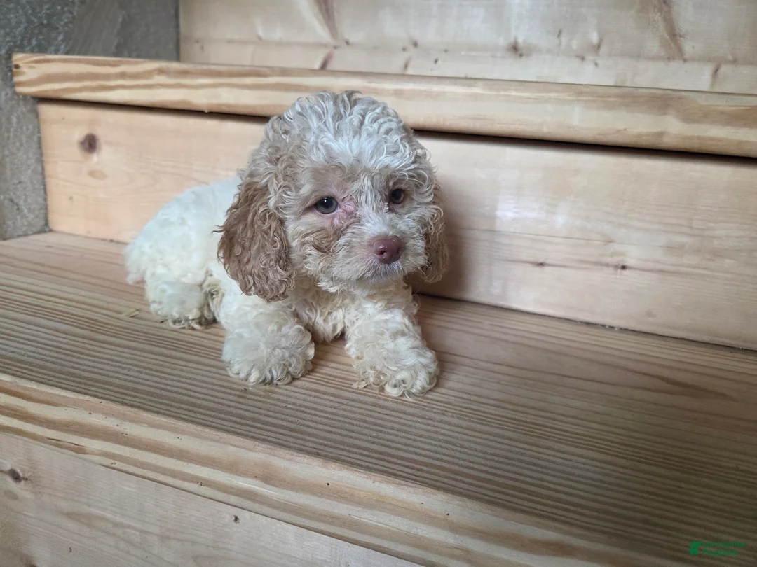 Cockapoo dogs for sale: Ruby - Ad 1