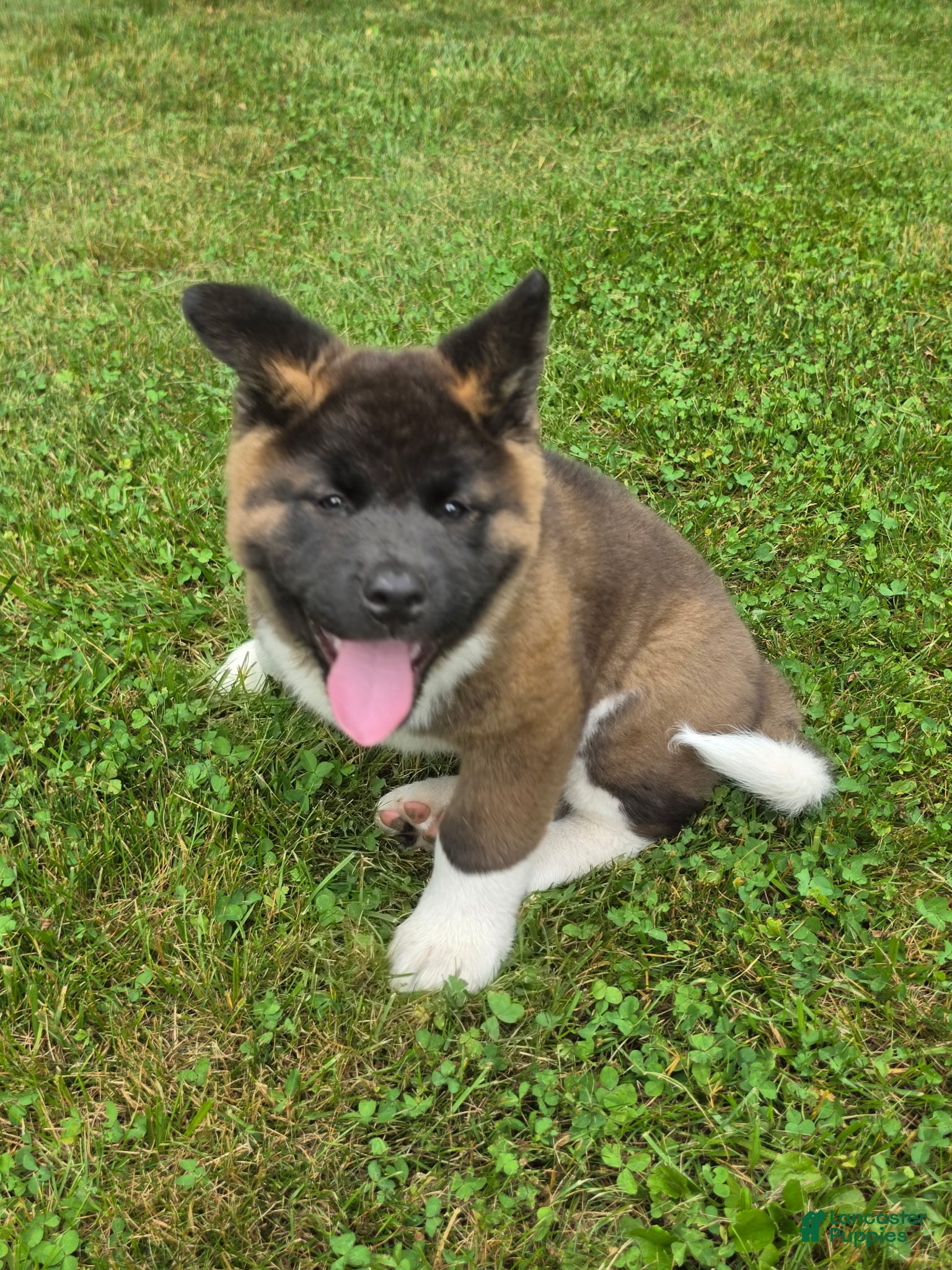 Akita dogs Donni - Ad 2