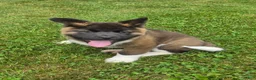 Akita dogs for sale: Donni - Ad 2
