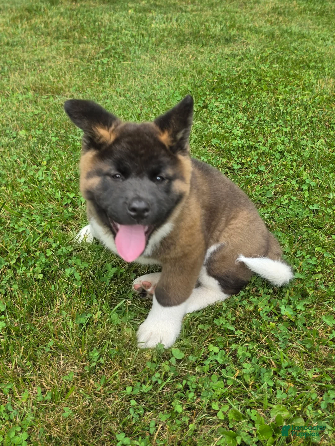 Akita dogs for sale: Donni - Ad 2