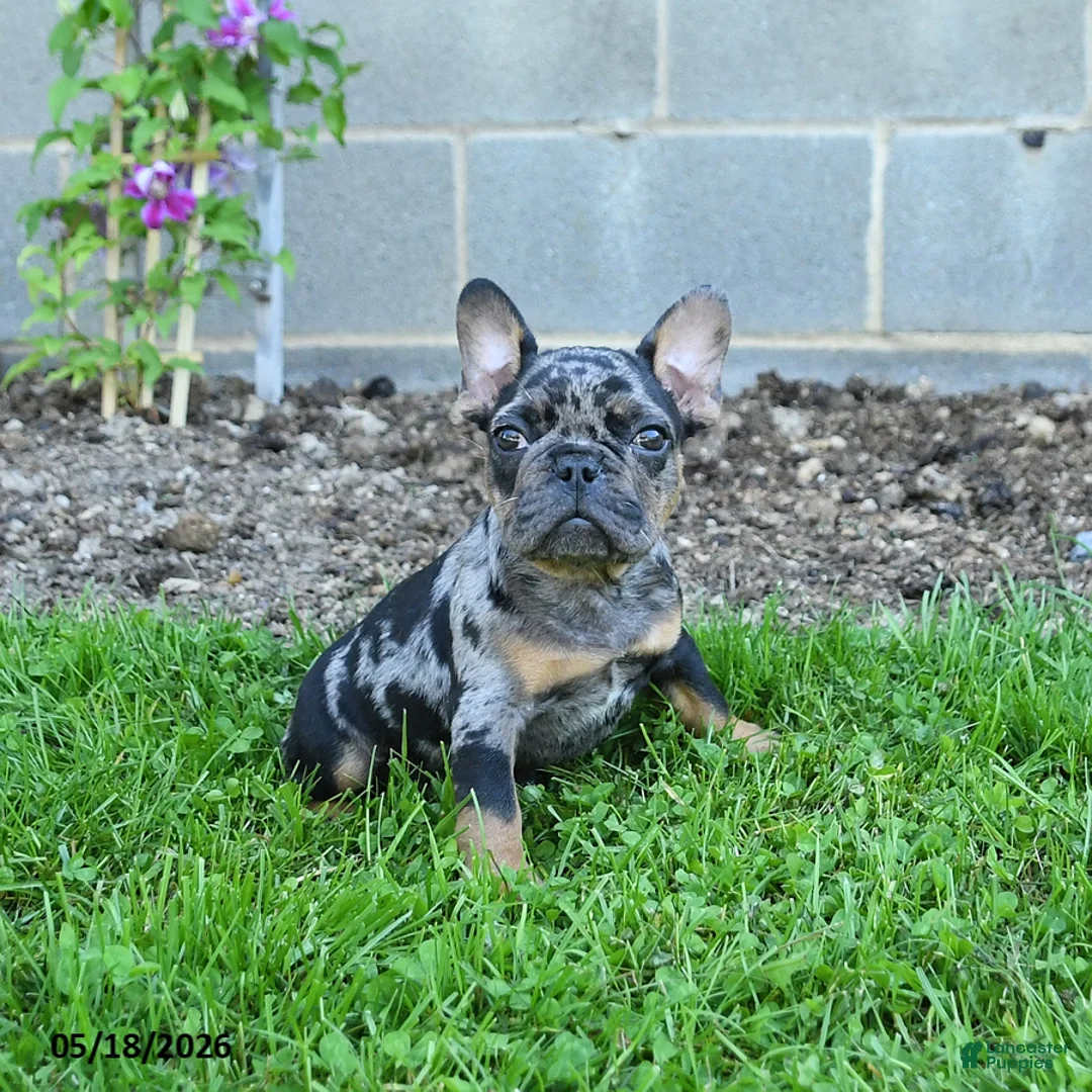 French Bulldog dogs for sale: Cowboy - Ad 3