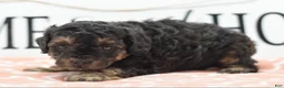 Toy Poodle dogs for sale: Shadow  - Ad 11