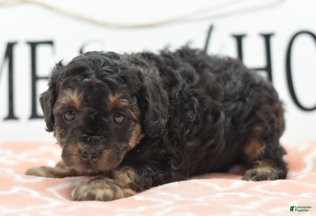 Toy Poodle dogs for sale: Shadow  - Ad 11