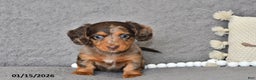Miniature Dachshund dogs for sale: Chloe - Ad 4