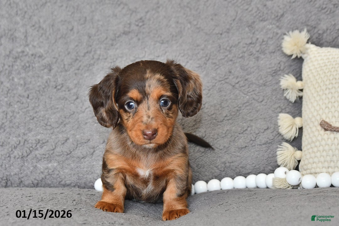 Miniature Dachshund dogs for sale: Chloe - Ad 4