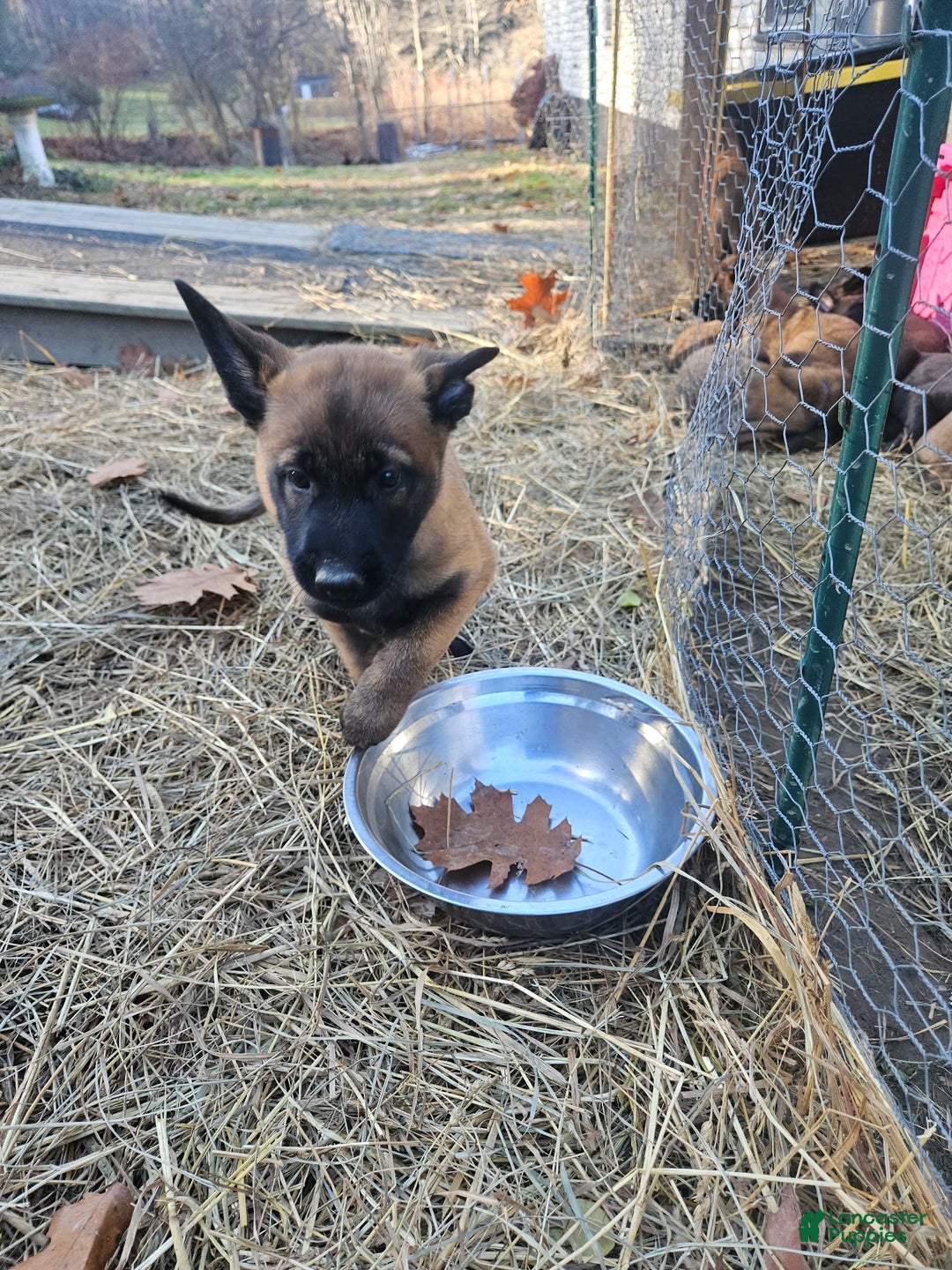 Belgian Malinois dogs for sale: Light Green (Magenta) - Ad 12