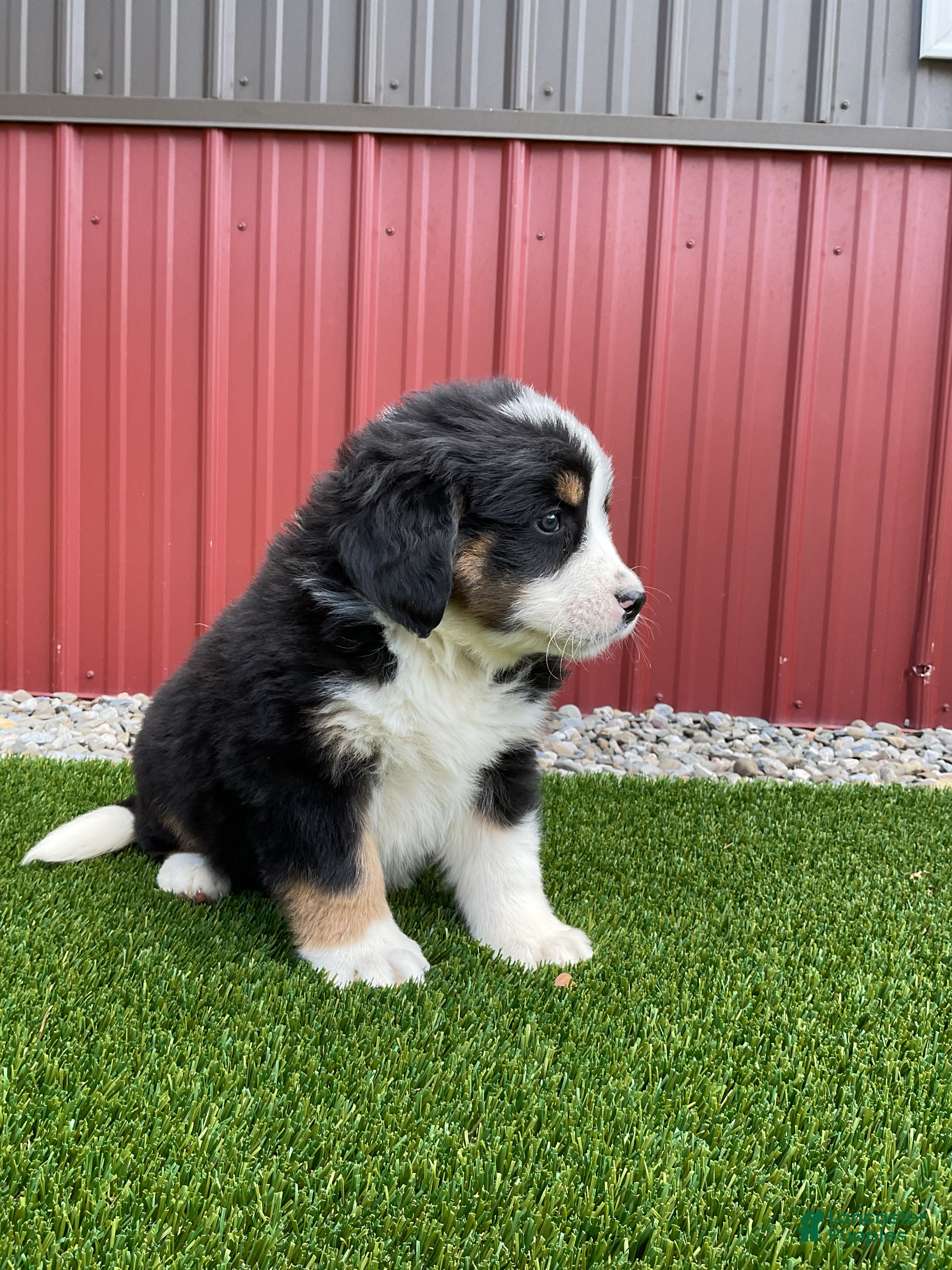 Bernedoodle dogs Flower - Ad 1