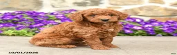 Mini Goldendoodle dogs for sale: Timmy - Ad 1