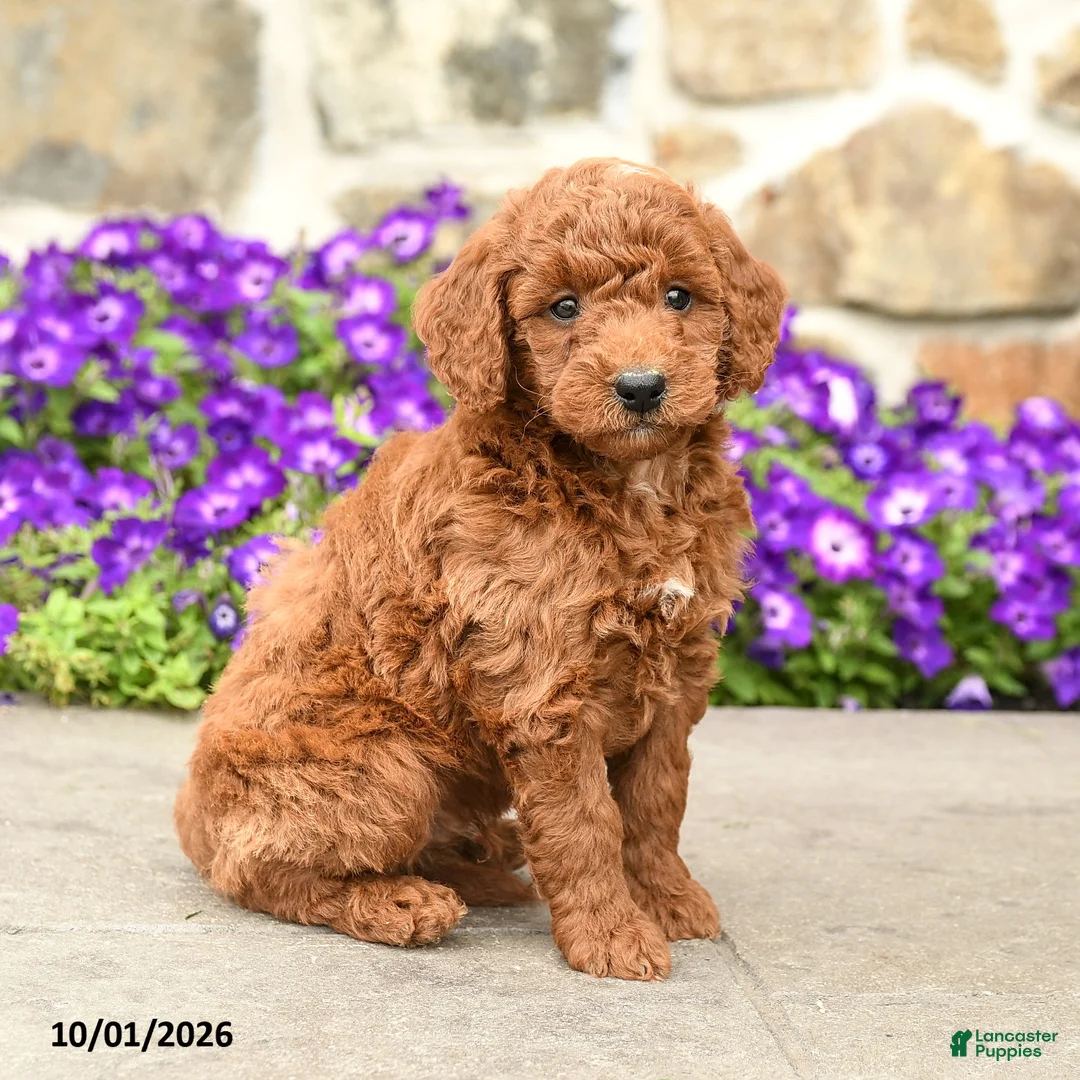 Mini Goldendoodle dogs for sale: Timmy - Ad 1