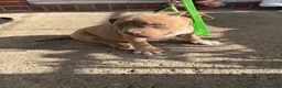 American Bully dogs for sale: Rose - Ad 5