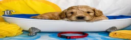Aussiedoodle dogs for sale: Red Collar  - Ad 8