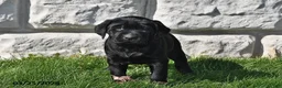 Labrador Retriever dogs for sale: Cole - Ad 3