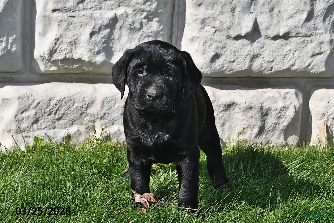 Labrador Retriever dogs for sale: Cole - Ad 3