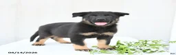 German Shepherd dogs for sale: Dunkin - Ad 3