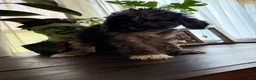 Labradoodle dogs for sale: Jessie  - Ad 3