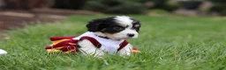 Cavachon dogs for sale: Taylor - Ad 5