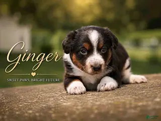 Mixed Breed dogs Ginger - Ad 16