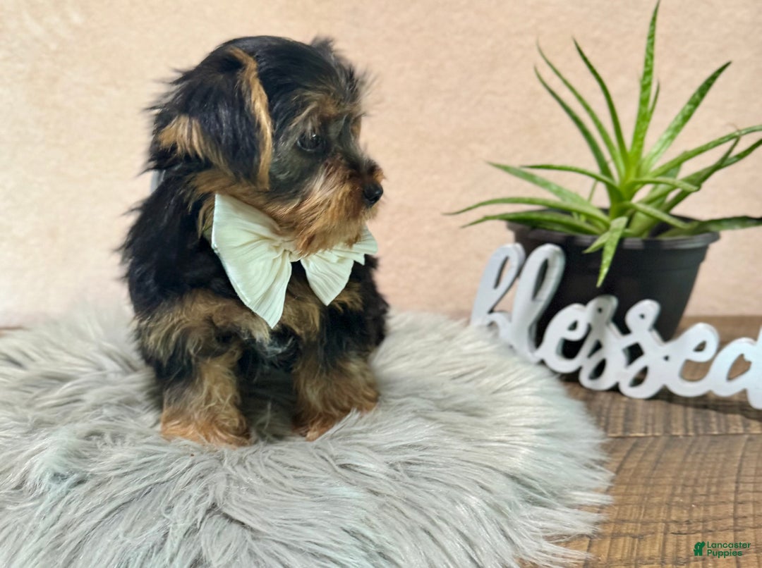 Yorkshire Terrier dogs for sale: Hallie - Ad 29