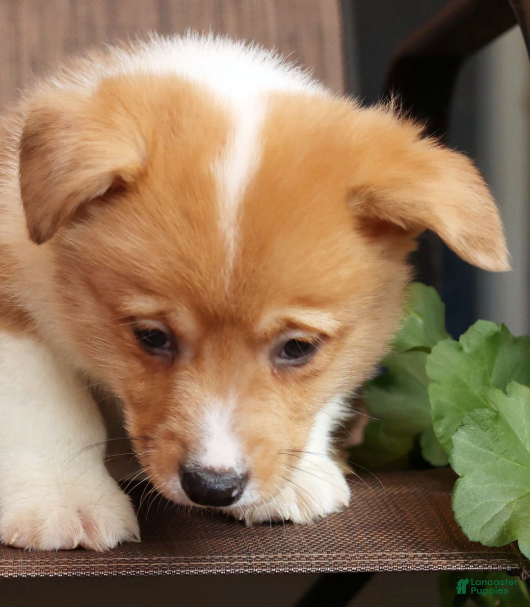 Welsh Corgi Pembroke dogs for sale: Conner - Ad 5