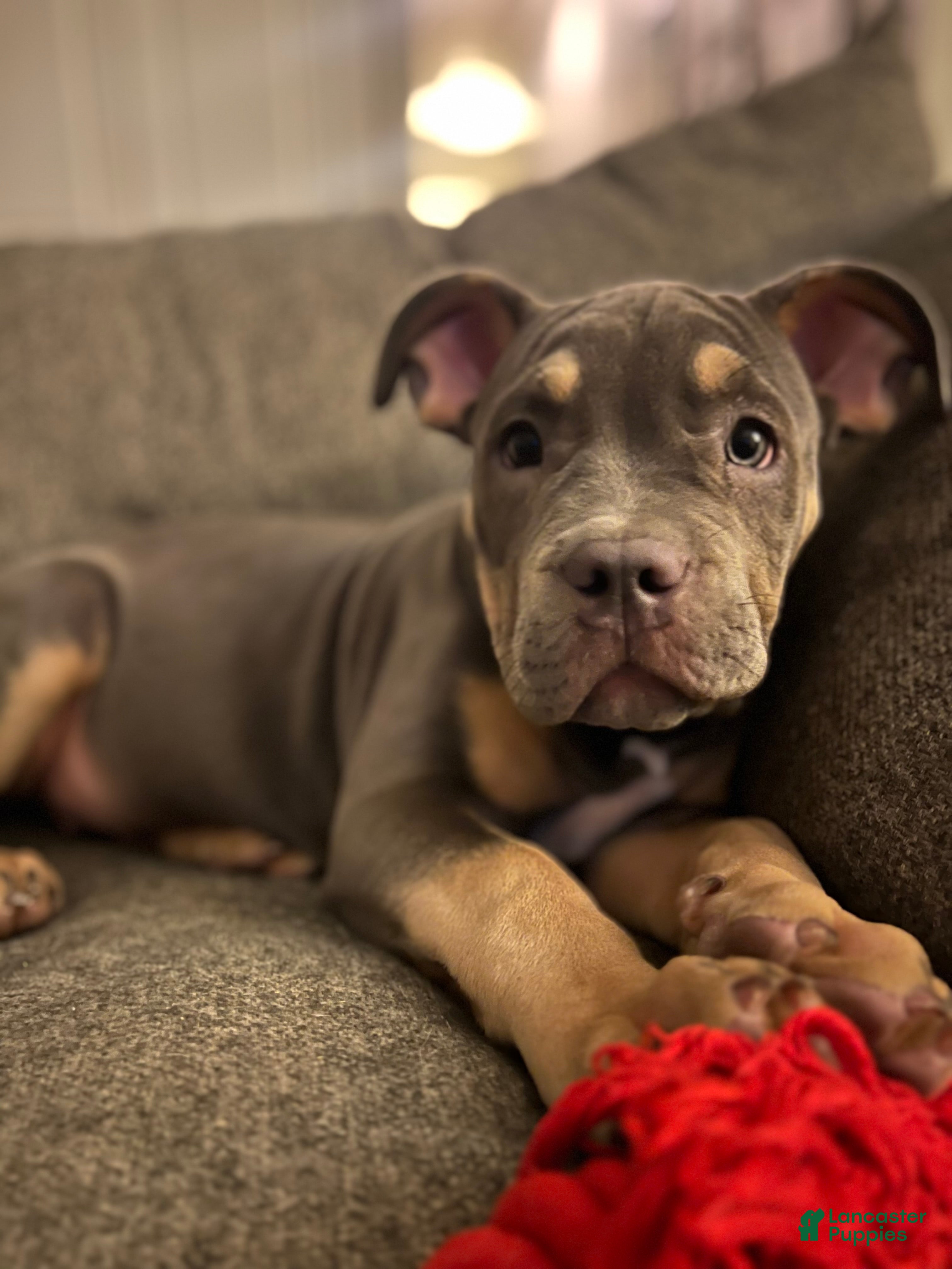 American Bully dogs Lainey  - Ad 27