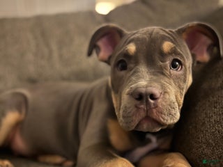 American Bully dogs Lainey - Ad 5