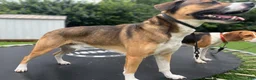 Mixed Breed dogs for stud: Rocky - Ad 2