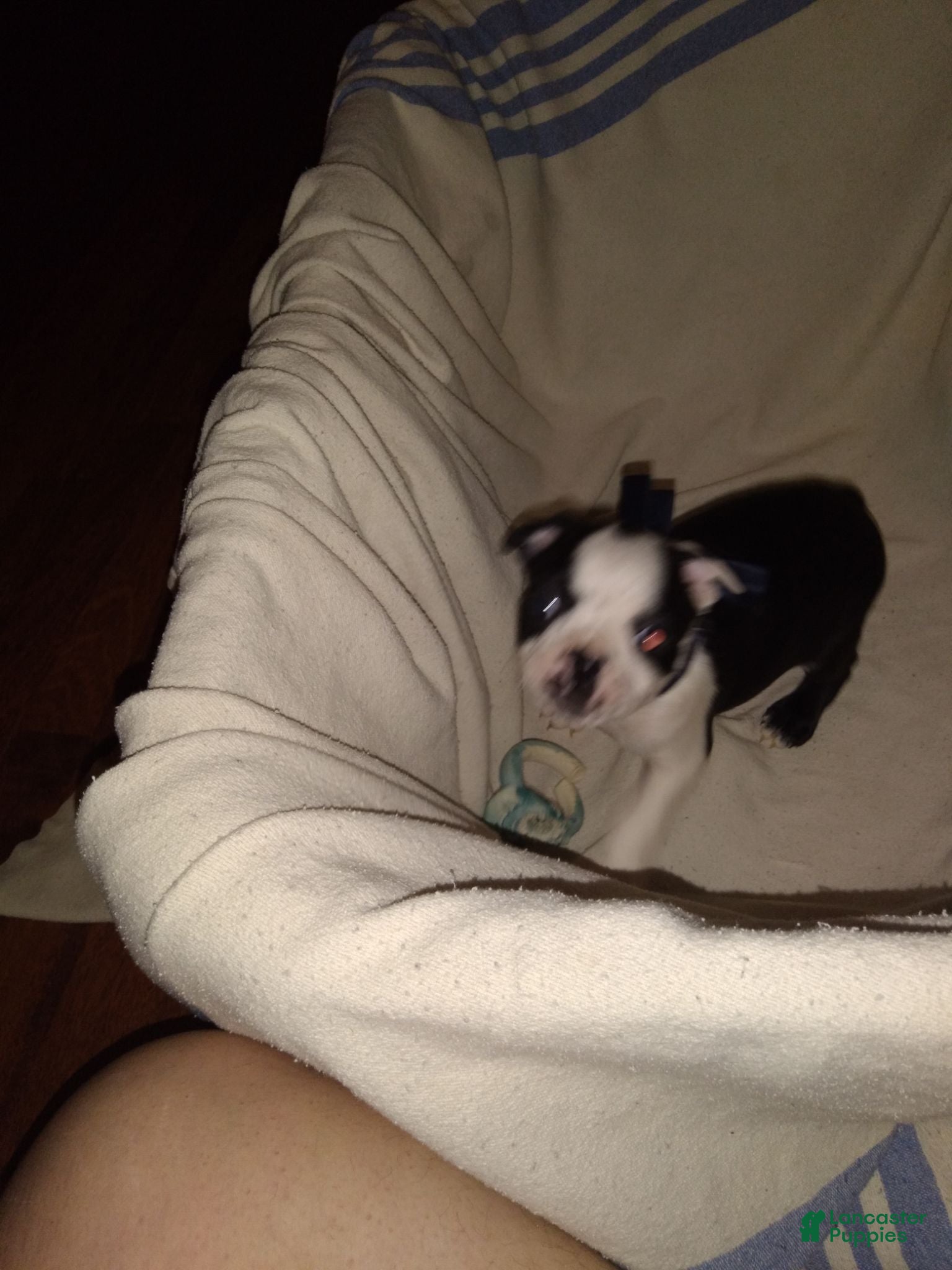 Boston Terrier dogs Houdini Boston Terrier  - Ad 33