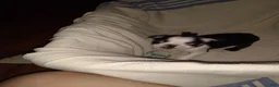 Boston Terrier dogs for sale: Houdini Boston Terrier  - Ad 1
