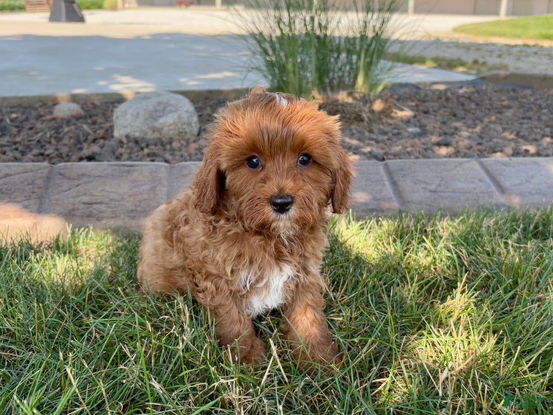 Cavapoo dogs for sale: Henry - Ad 9