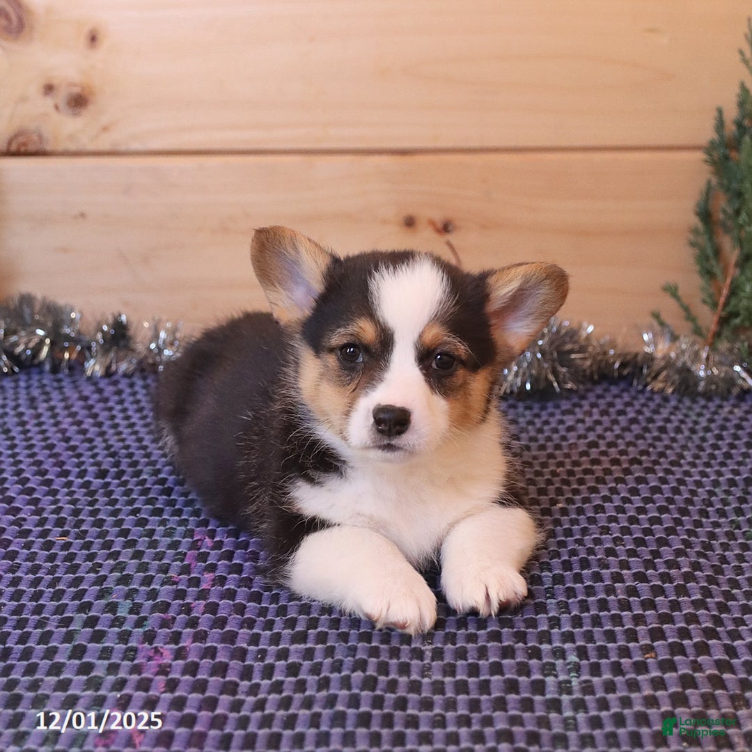 Welsh Corgi Pembroke dogs for sale: Hunter - Ad 5