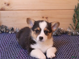 Welsh Corgi Pembroke dogs Hunter - Ad 20