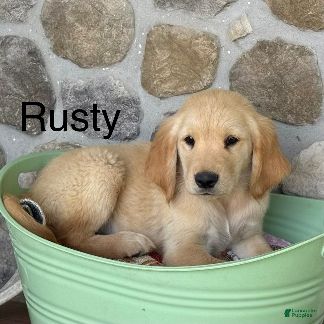 Golden Retriever dogs Rusty - Ad 1