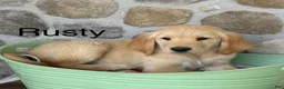 Golden Retriever dogs for sale: Rusty - Ad 1