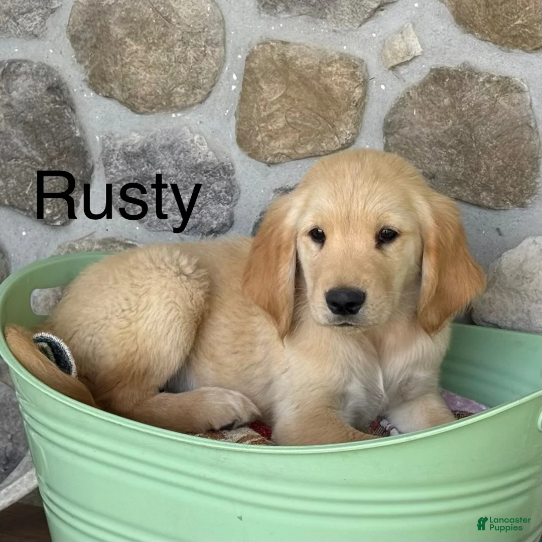 Golden Retriever dogs for sale: Rusty - Ad 1