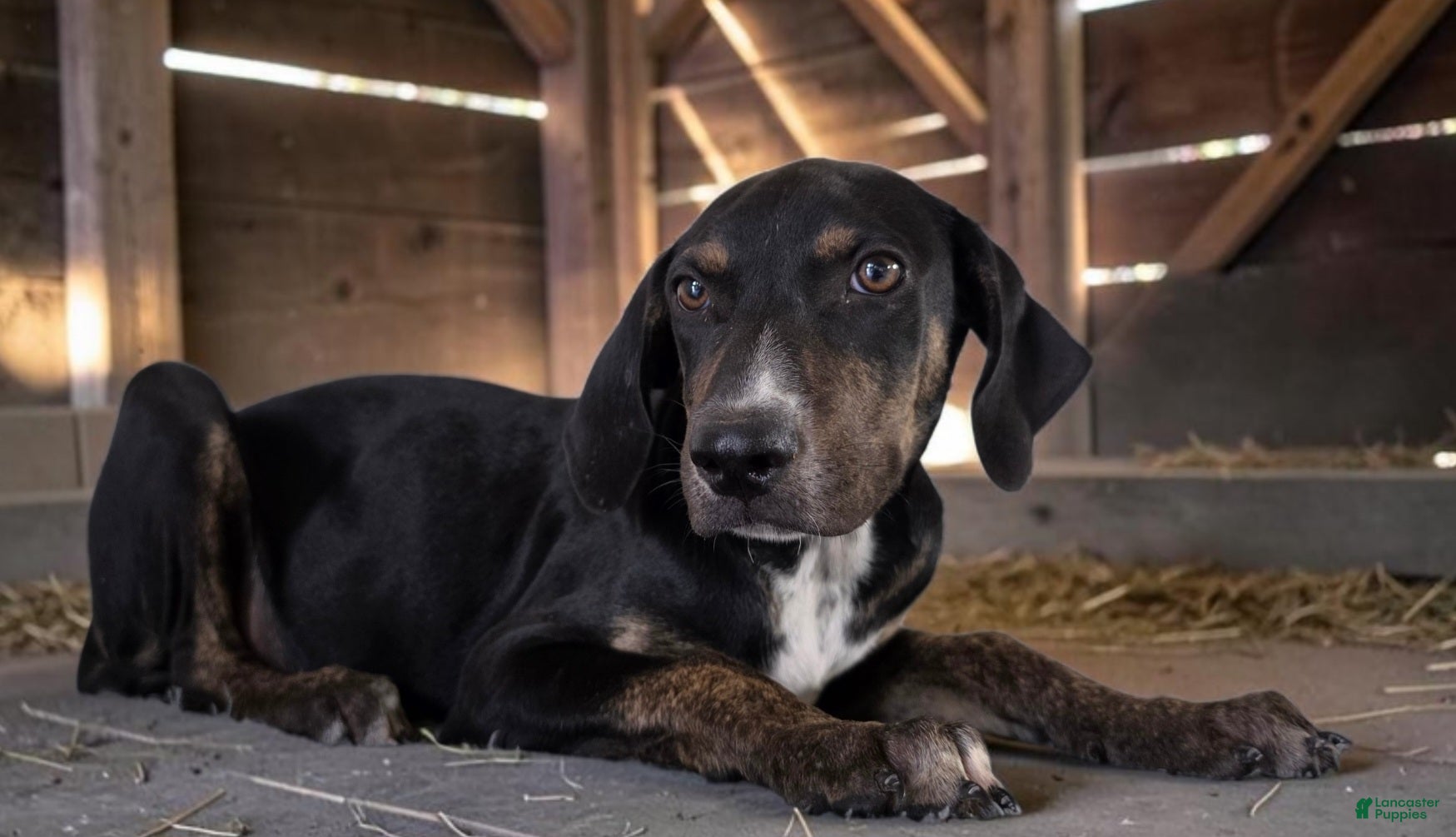 Catahoula Leopard Dog dogs Tracy II 2026 Female 1 - Ad 9