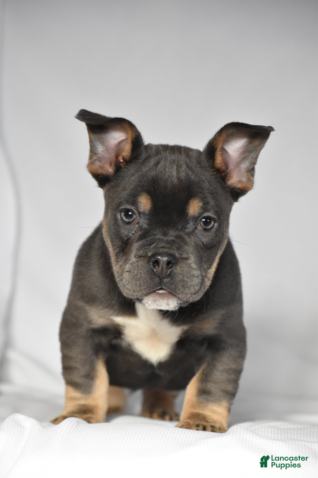 Mixed Breed dogs for sale: Chase - Ad 3