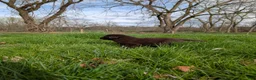 Newfoundland dogs for sale: Haelyn - Ad 9