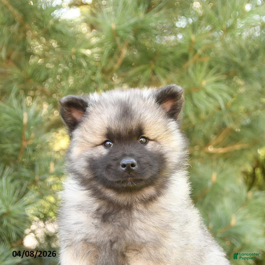 Keeshond dogs for sale: Sailor - Ad 5