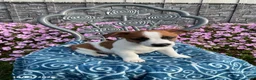 Jack Russell Terrier dogs for sale: Deisel - Ad 2