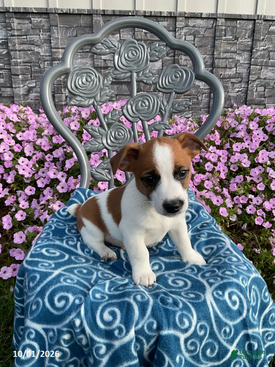 Jack Russell Terrier dogs for sale: Deisel - Ad 2