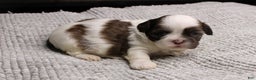 Shih Tzu dogs for sale: Erinie - Ad 4
